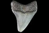 Juvenile Megalodon Tooth - Georgia #83628-1